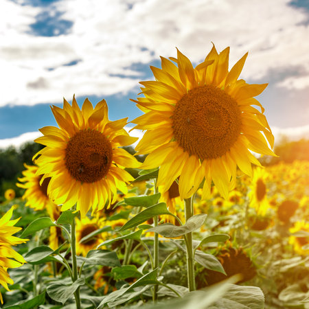 Agricultural field with yellow sunflowers against the sky with clouds.Sunflower field.Gold sunset. Sunflower closeup.Agrarian industry. Photo of cultivation land.flowers imageの写真素材