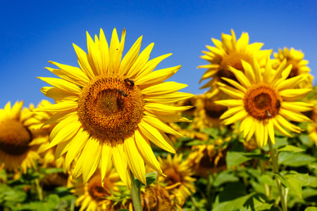 Agricultural field with yellow sunflowers against the sky with clouds.Sunflower field.Gold sunset. Sunflower closeup.Agrarian industry. Photo of cultivation land.flowers imageの写真素材