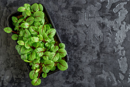 The microgreens in plastic trays.Different microgreens on black slate table, flat lay. Sprouting Microgreens on the Hemp Biodegradable Mats.Germination of seeds at home. Vegan and healthy food concept.の写真素材