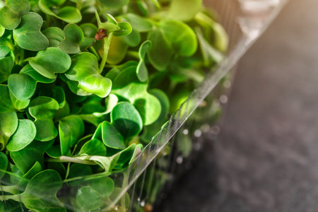Microgreen sprouts in plastic container. microgreens sprouts - healthy and fresh food.Sprouting Microgreens on the Hemp Biodegradable Mats.Germination of seeds at home. Vegan and healthy food concept.の写真素材