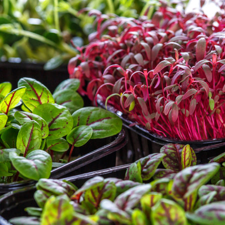 The microgreen in plastic trays.Mixed Microgreens in trays on wooden background.Sprouting Microgreens on the Hemp Biodegradable Mats.Germination of seeds at home. Vegan and healthy food concept.の写真素材