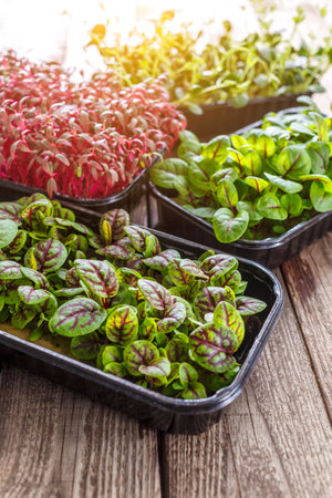 The microgreen in plastic trays.Mixed Microgreens in trays on wooden background.Sprouting Microgreens on the Hemp Biodegradable Mats.Germination of seeds at home. Vegan and healthy food concept.の写真素材