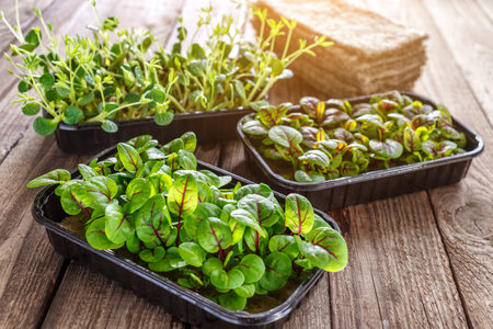 The microgreen in plastic trays.Mixed Microgreens in trays on wooden background.Sprouting Microgreens on the Hemp Biodegradable Mats.Germination of seeds at home. Vegan and healthy food concept.の写真素材