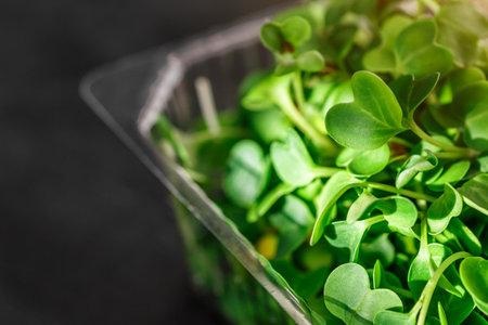 Microgreen sprouts in plastic container. microgreens sprouts - healthy and fresh food.Sprouting...
