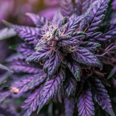 Close-up young hemp.Blackberry auto fem (FastBuds). Cannabis is a standoff between a drug and a medicine.growing organic cannabis background herb on the farmの写真素材