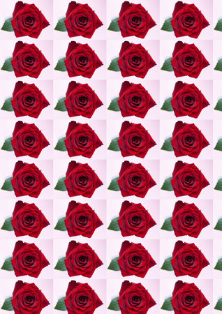 Wallpaper on a white background with roses for your laptop.の写真素材