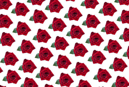 Wallpaper on a white background with roses pattern for your laptop.の写真素材