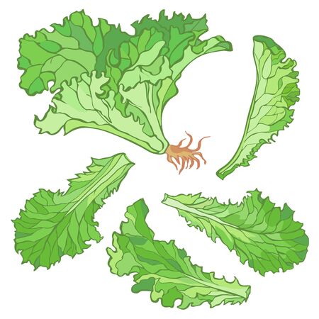 Vector illustration a set of 5 lettuce leaves on a white backgroundのイラスト素材