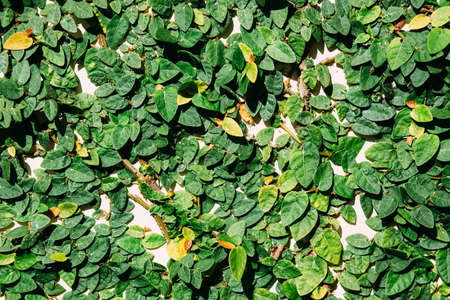 Creeping Fig Vine / climbing fig on the garden wallの写真素材