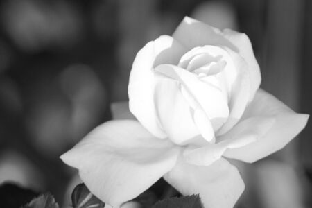 Rose in Black and Whiteの写真素材