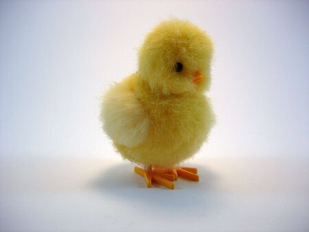 A fuzzy Easter Chickの写真素材