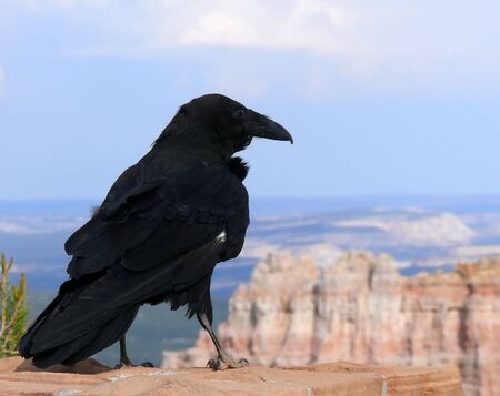 A crow perched on a rock overlooking a canyonの写真素材