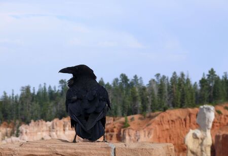 A crow perched on a rock overlooking a canyonの写真素材