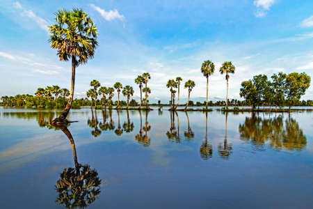 Flooded fields in Vietnamの写真素材
