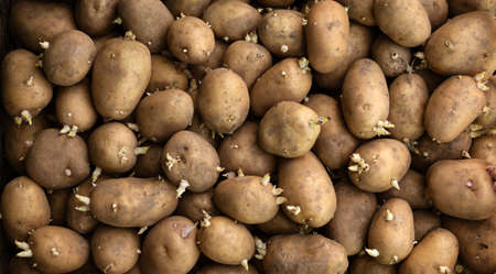 Lots of potatoes with sprouts. Concept: potato, vegetable garden, farming, agricultureの写真素材
