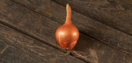 Yellow bulb with sprouted green stems on a wooden texture. Concept: onion, vegetable garden, farming, agricultureの写真素材