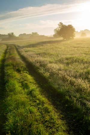 Looking at the dawn and the road going into the distance. green grass, fog and dewの写真素材