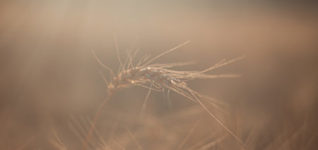 Spikelet of mature wheat on the field. agricultural cropsの写真素材