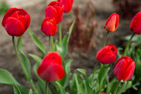 Beautiful red flowers - tulips. Spring, summer, beauty, natureの写真素材