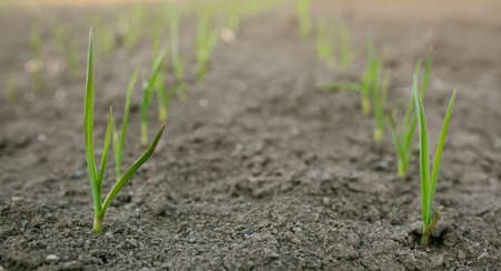 Planted garlic with green stems in a row. Picture for a gardening shop, advertisement for seedlings,...