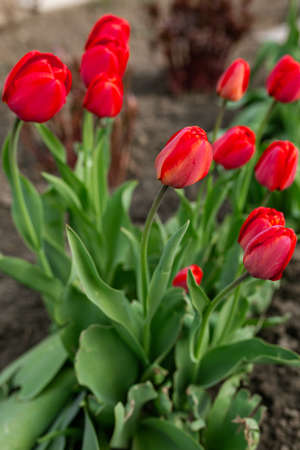 Beautiful red flowers - tulips. Spring, summer, beauty, natureの写真素材