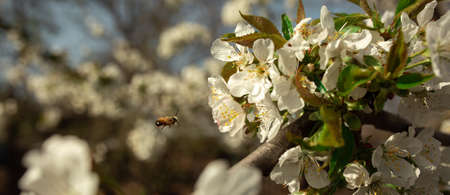 A bee flies to a flower on a tree in spring to pollinate and make honey. Picture for a beekeeping...