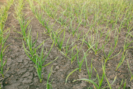 Planted garlic with green stems in a row. Picture for a gardening shop, advertisement for seedlings, books about plant care.の写真素材