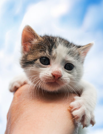 A small kitten with blue eyes in her hands against a blue sky with cloudsの写真素材