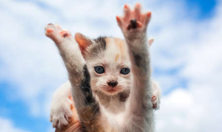 A small kitten with blue eyes, with its paws up, in its hands against a blue sky with cloudsの写真素材