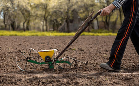 An old man pushes a manual seeder for a beet in front of him. Agriculture, farming, beetroot, vegetable gardenの写真素材