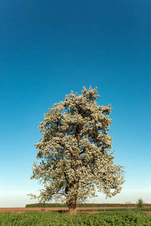 landscape. Lonely blossoming pear tree against the blue sky. spring summerの写真素材