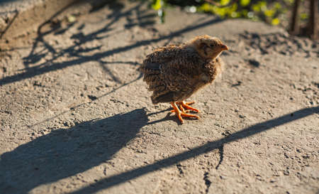 Little chicken hen sunbathing in the sunの写真素材
