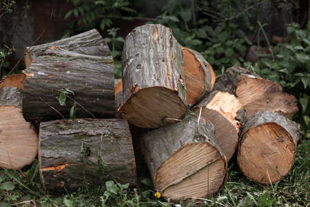 Round firewood lies on the grass in the yard. sun tree. padsの写真素材