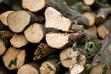 Round firewood lies on the grass in the yard. sun tree. pads