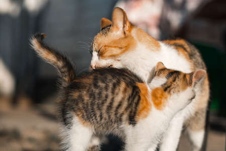 Mother cat is playing with her child. Licks kitten with tongueの写真素材