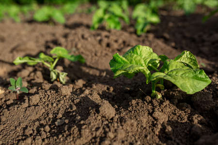Beans planted on seedlings. Vegetable garden, agriculture, rural, businessの写真素材