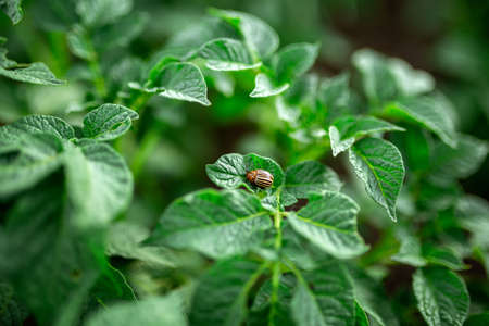 The Colorado potato beetle feeds on potato leaves. Vegetable garden, agriculture, rural, business