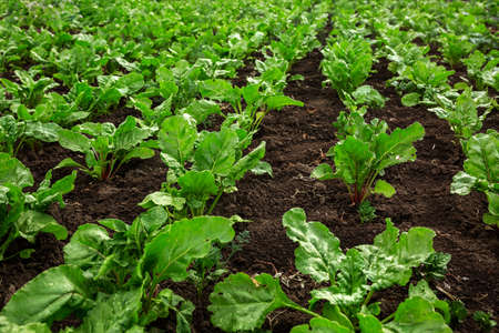 Beet seedlings planted. Vegetable garden, agriculture, rural, businessの写真素材