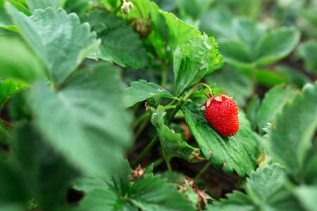 Red strawberries on green leaves. Blurred background. macro. Garden, garden floriculture, agricultureの写真素材