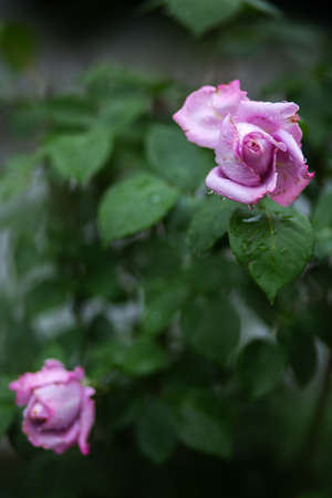 Drops of water on a pale pink rose and on leaves. Blurred background. macro. Garden, garden floricultureの写真素材
