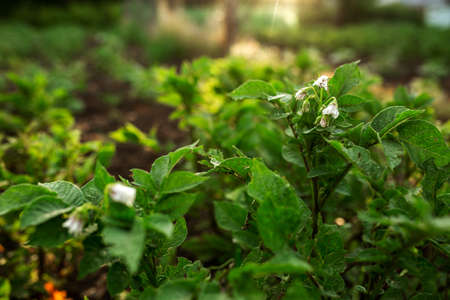 Potato flowers in the beds. Agriculture, gardening, vegetable gardenの写真素材