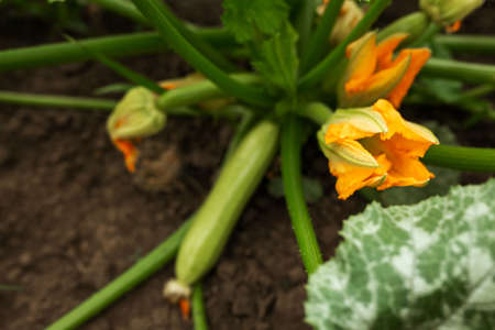 Zucchini flowers are orange. Gardening, vegetable garden, agriculture, ruralの写真素材