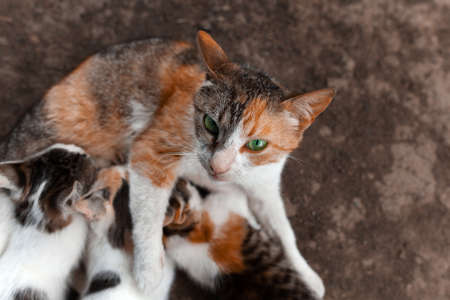 Green-eyed red spotted cat looks into the lens. Breastfeeds 3 kittensの写真素材