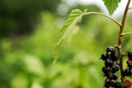 Black Currant. Gardening, vegetable garden, agriculture, rural, berriesの写真素材