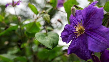 Purple clematis flowers. Gardening, vegetable garden, home plantsの写真素材