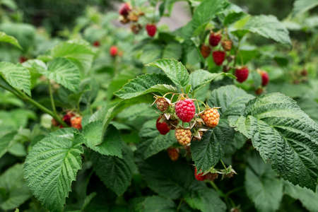 Ripe raspberries on the bush. Gardening, vegetable garden, home plants, berries, fruitsの写真素材