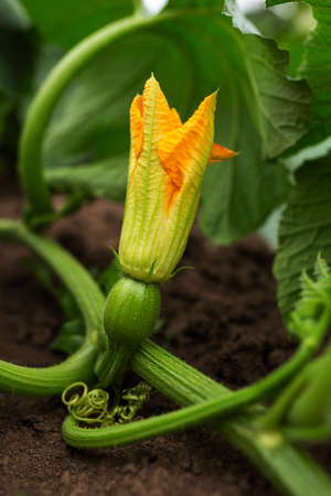 Zucchini flowers are orange. Gardening, vegetable garden, agriculture, ruralの写真素材
