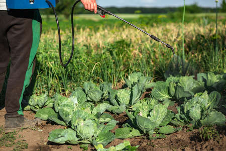 Telescopic tube rod sprayer poisons. Agriculture, gardening, vegetable garden