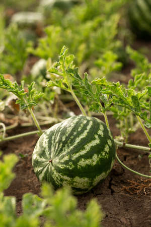Watermelon in the garden in the leaves. Agriculture, agronomy, industryの写真素材
