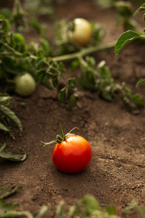 A red tomato lies on the ground in the garden. Agriculture, agronomy, industryの写真素材